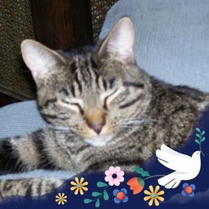 Meet your Posher, Joyce